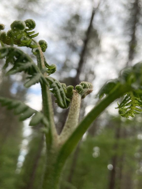 Inspiration de Gounot & Jähnke pour la collection de luminaires Classique de chez Ozone